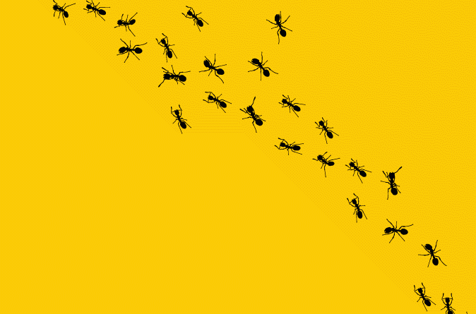 Ants Crawling Loop | Tulumi Digital Marketing
